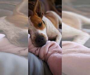 JoJo - Female American Staffordshire Terrier-Red Heeler Mix Dog for Adoption - Photo #3