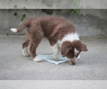 Small #9 Australian Shepherd