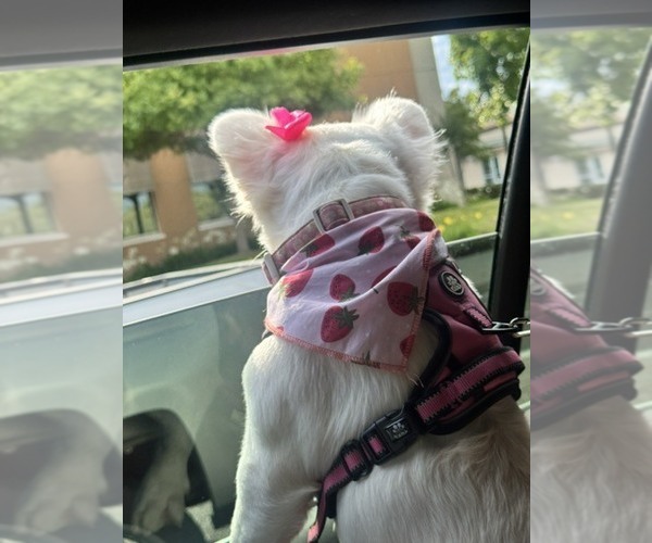 Medium Photo #2 French Bulldog Puppy For Sale in Fresno, CA, USA