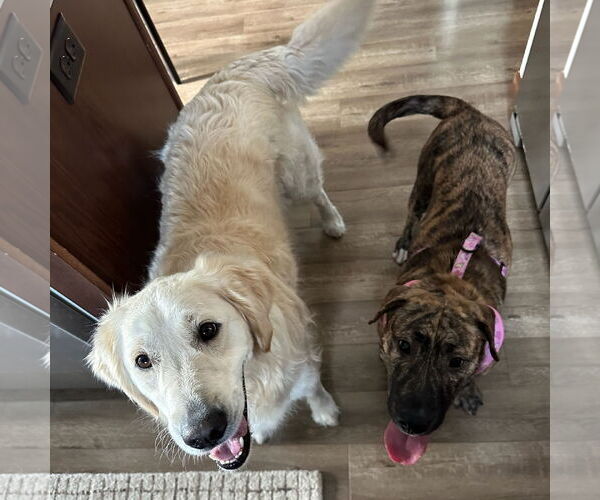 Medium Photo #9 American Pit Bull Terrier-Unknown Mix Puppy For Sale in Fargo, ND, USA