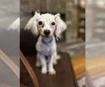 Small #1 Mutt