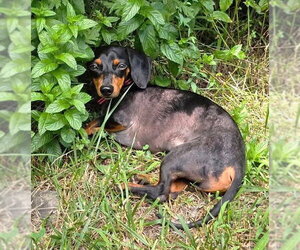 Dachshund Dogs for adoption in Boonton, NJ, USA