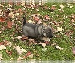 Small #9 Alaskan Klee Kai-Pomeranian Mix