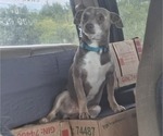 Small Photo #1 Rat-Cha Puppy For Sale in LOST SPRINGS, KS, USA