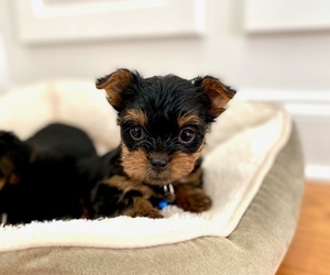 Yorkshire Terrier Puppy for sale in CARNESVILLE, GA, USA