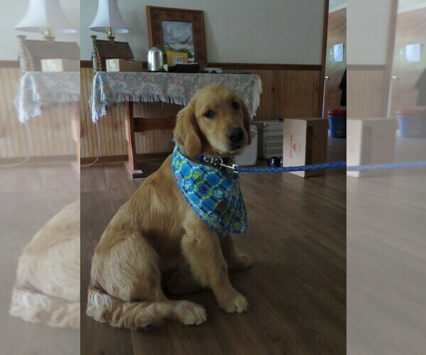 Medium Photo #2 Golden Retriever Puppy For Sale in MECHANICSVILLE, MD, USA