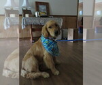 Small #1 Golden Retriever