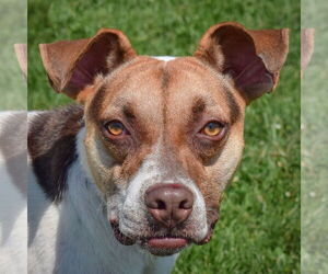 Boxer-Pointer Mix Dogs for adoption in Huntley, IL, USA