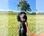 Small #1 Poodle (Standard)