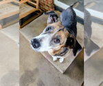 Small #5 Beagle Mix