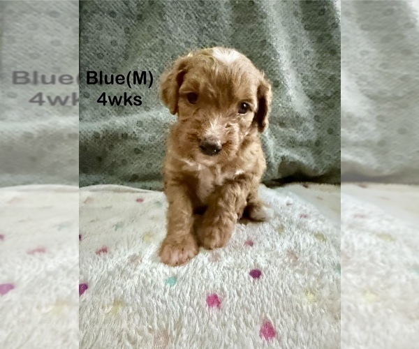 Medium Photo #12 Goldendoodle (Miniature) Puppy For Sale in ELBERT, CO, USA