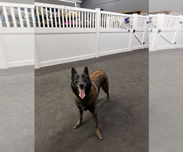 Medium Photo #11 Mutt Puppy For Sale in Imlay City, MI, USA