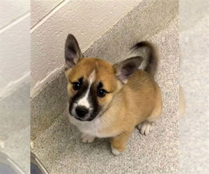 Gerberian Shepsky Dogs for adoption in Fort Collins, CO, USA