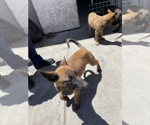 Malinois Dog for Adoption in MADERA, California USA