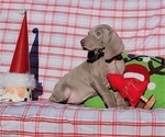 Small Photo #24 Weimaraner Puppy For Sale in NEWCASTLE, OK, USA