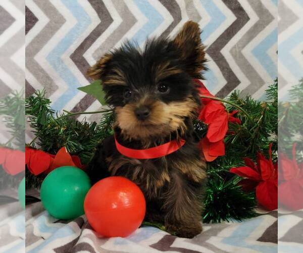 Medium Photo #3 Yorkshire Terrier Puppy For Sale in ARTHUR, IL, USA