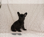 Puppy Esther French Bulldog
