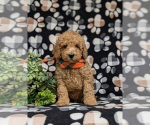 Poodle (Miniature) Puppy for sale in EPHRATA, PA, USA