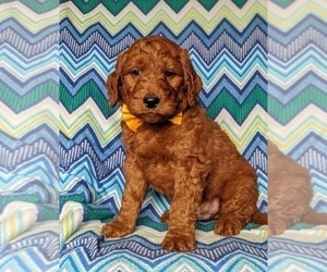 Goldendoodle Puppy for sale in CHRISTIANA, PA, USA