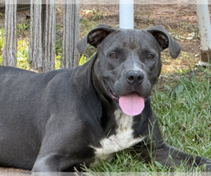 American Staffordshire Terrier-Unknown Mix Dogs for adoption in Decatur, GA, USA