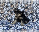 Small #1 Schnauzer (Miniature)