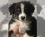 Puppy Eminem Australian Shepherd