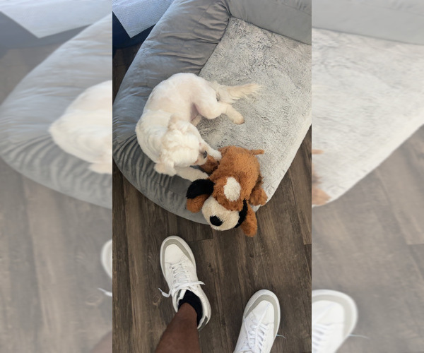 Medium Photo #12 Maltipoo Puppy For Sale in SACRAMENTO, CA, USA
