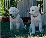 Small #1 Akbash-Great Pyrenees Mix