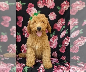 Double Doodle Puppy for sale in CHRISTIANA, PA, USA