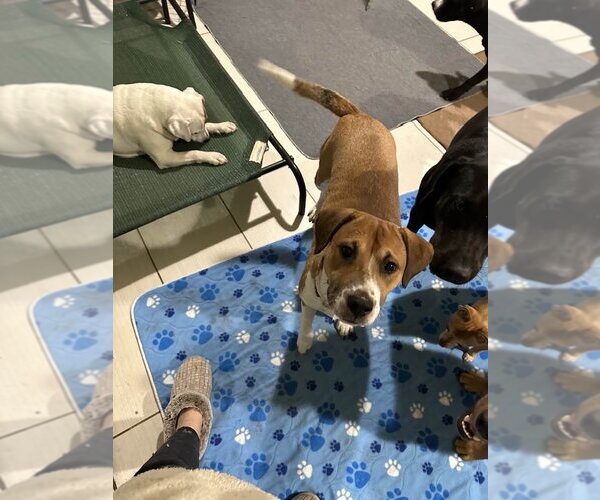 Medium Photo #3 Mutt Puppy For Sale in Jackson Township, NJ, USA