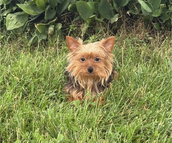 Medium Photo #2 Yorkshire Terrier Puppy For Sale in CANOGA, NY, USA