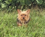 Small #1 Yorkshire Terrier