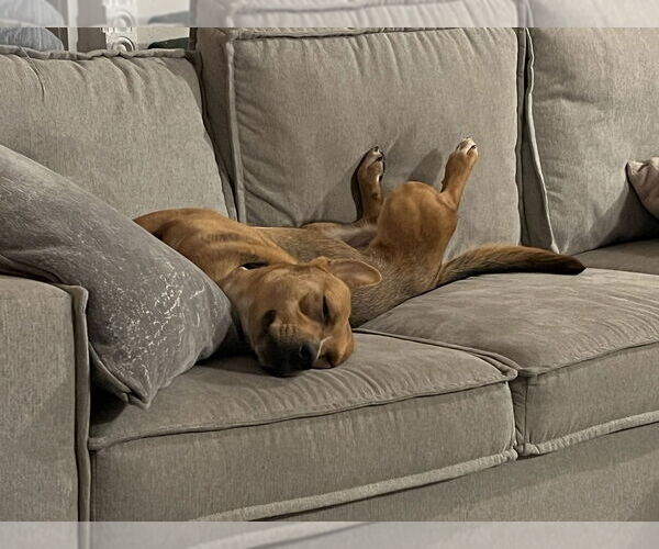 Medium Photo #4 Labrador Retriever-Unknown Mix Puppy For Sale in Springdale, PA, USA