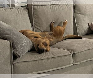 Ruby - Female Labrador Retriever-Unknown Mix Dog for Adoption - Photo #4