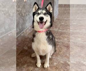 Siberian Husky Dogs for adoption in Carrollton, TX, USA