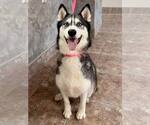 Small Siberian Husky