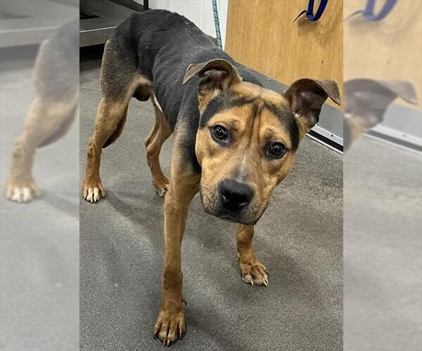 Medium Photo #1 Black Mouth Cur-Unknown Mix Puppy For Sale in Forestville, MD, USA