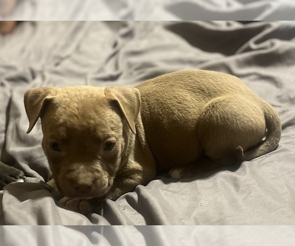 Medium Photo #22 American Bully Puppy For Sale in BUFFALO, NY, USA
