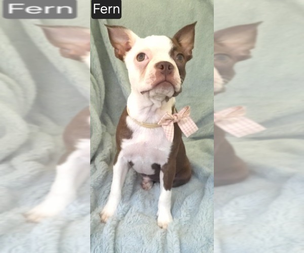 Medium Photo #2 Boston Terrier Puppy For Sale in MINERAL WELLS, WV, USA