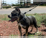 Small #3 American Bully