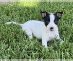 Small #1 Bull Terrier Mix