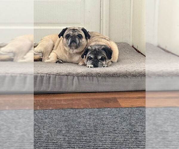 Medium Photo #8 Pug Puppy For Sale in Indianapolis, IN, USA