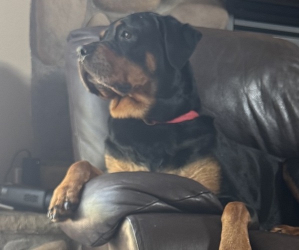 Medium Photo #1 Rottweiler Puppy For Sale in FORT COLLINS, CO, USA