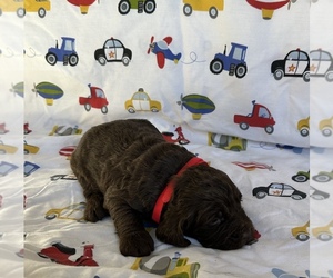 Springerdoodle Puppy for sale in HARRIMAN, TN, USA
