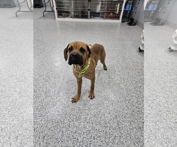 Medium Photo #2 Boxer-Mastiff Mix Puppy For Sale in Crystal, MN, USA