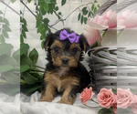 Small Photo #17 Shorkie Tzu Puppy For Sale in SELLERSBURG, IN, USA