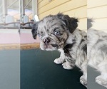Small French Bulldog