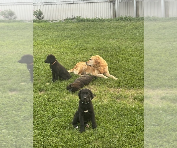 Medium Photo #5 Golden Labrador Puppy For Sale in DAYTON, VA, USA