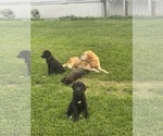 Small #4 Golden Labrador