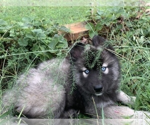 Siberian Husky Puppy for sale in FOREST CITY, NC, USA